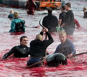 24 pilot whales die