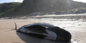 24 pilot whales die in New Zealand stranding