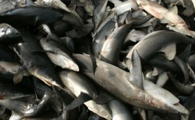 Sharks endangered Dead Sharks endangered Dead