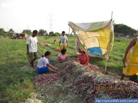 onion harvest