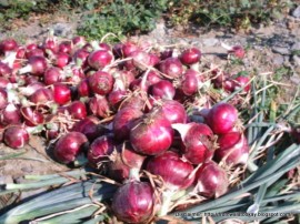 red onion