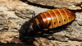 Giant Hissing Cockroach Giant Hissing Cockroach