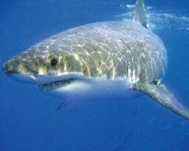 Great White Shark