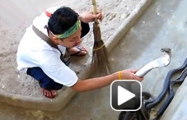 Venomous Cobra Video