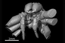 Face of Ancient Spider in 3D