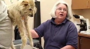 The dog suffered a broken legs after whipped away by a twister
