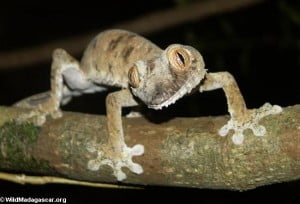 Gecko being hunted in Wild