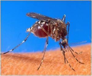 Mosquitoes carrying malaria