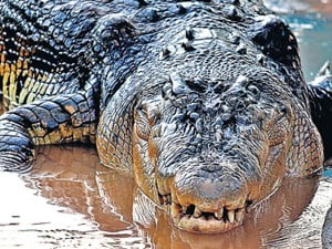 Saltwater Crocodile Lolong