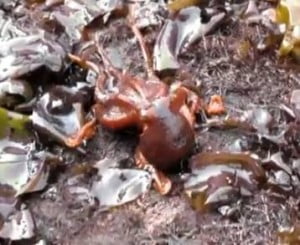 crawling octopus crawling octopus