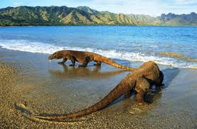Komodo