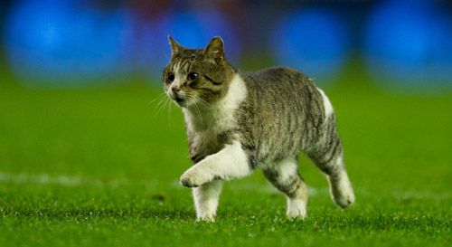 Anfield cat invading the Football pitch Anfield cat invading the Football pitch
