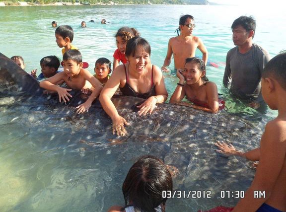 Whale Shark (Butanding) Photos Goes Viral Caused Stir Online Whale Shark (Butanding) Photos Viral