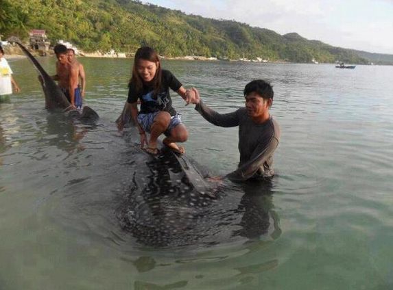 Whale Shark (Butanding) Maltreated by Misinformed Public Whale Shark Photos of Interaction