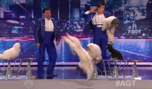 Olate Dogs Performs on America's Got Talent Auditions