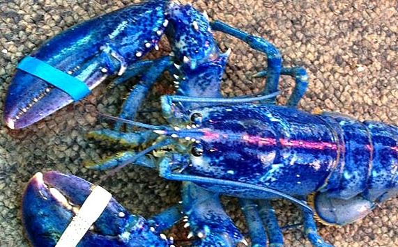 Rare find of a blue lobster