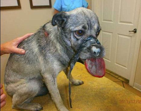 Poor Dog Spotted With Electrical Tape Around his Mouth
